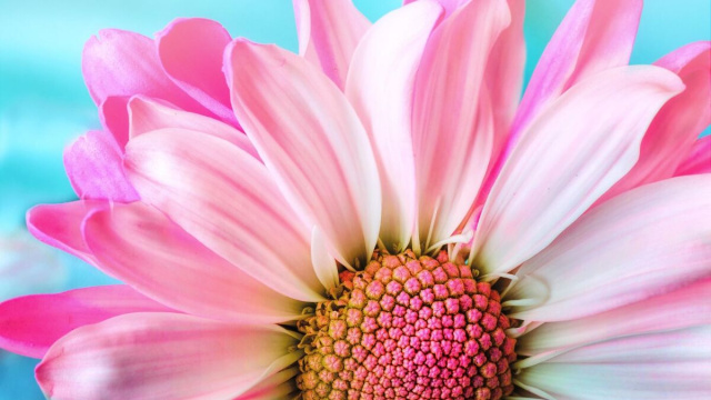 Fiore rosa &copy; Immagine di Pixabay