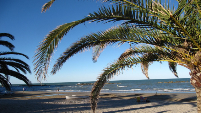Palme in Spiaggia a Grottammare - Hotel La Perla Preziosa &copy; Creative Commons