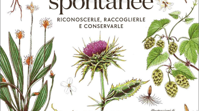 Erbe Spontanee &mdash; Libro di Wateki Taliana Tobert &copy; Creative Commons