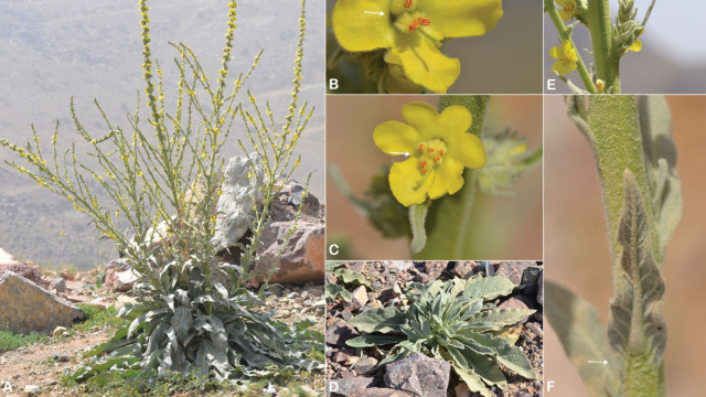 Taxonomic revision of genus Verbascum (Scrophulariaceae) in the ... &copy; Creative Commons
