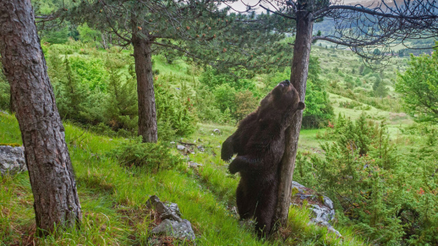 Orso bruno marsicano: dove vederlo, habitat, comportamento e ... &copy; Creative Commons