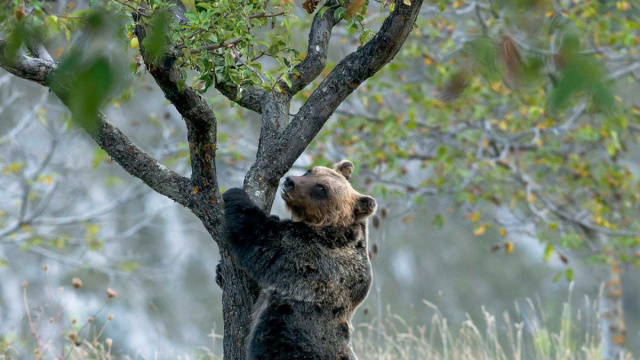 Salviamo l'orso bruno marsicano  WWF Italia &copy; Creative Commons