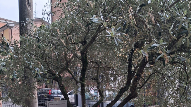 ALBERI A RICORDO DI CHI HA TANTO DATO ALLA SCUOLA - Radiocento.it &copy; Creative Commons