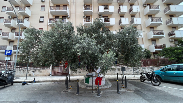 L'ulivo di via D'Amelio diventa bene culturale: nascer&agrave; un ... &copy; Creative Commons