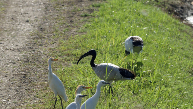 Parco Le Folaghe  Birdingplaces &copy; Creative Commons