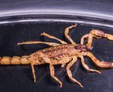 Oroscopo segno dello Scorpione &copy; Pixabay