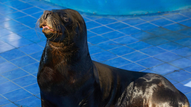 24zampe  Verona, sequestrato un leone marino: tre denunciati, lo ... &copy; Creative Commons