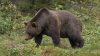 Appiano, padre e figlio soccorsi dopo aver scambiato un cane per un orso
