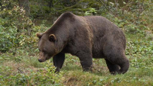 Appiano: padre e figlio si imbattono in un cucciolo di orso - TV33 &copy; Creative Commons