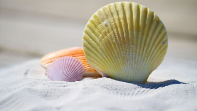 conchiglie sparse sulla sabbia &copy; Pixabay.
