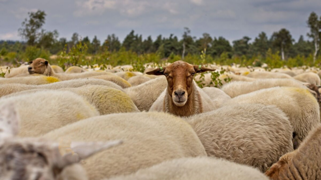 Gregge di pecore - Foto di Ria da Pixabay