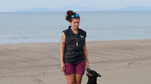 In Toscana arrivano i &ldquo;Tarta Dogs&rdquo;, i cani che cercano i nidi di ... &copy; Creative Commons