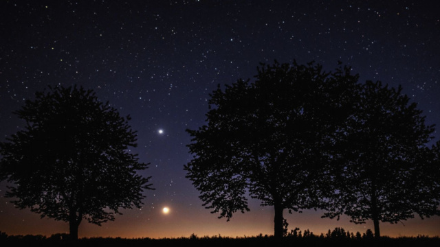 Alberi sotto le stelle di notte - pixabay.com