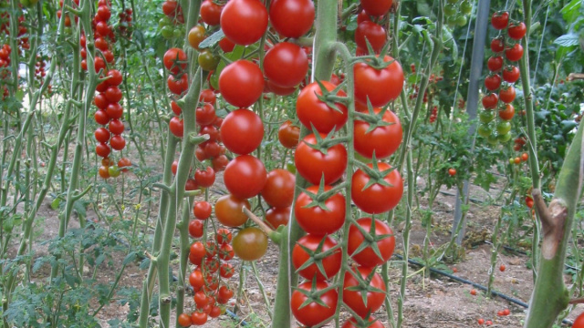 Pomodoro di Pachino Igp, un'eccellenza siciliana &copy; Creative Commons