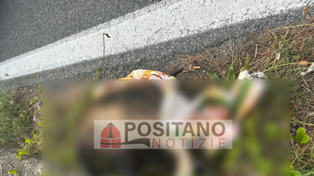 Positano Notizie - Tasso investito a Tordigliano, ennesima vittima ... &copy; Creative Commons