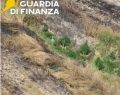 Blitz antidroga a Crotone: scoperta maxi piantagione di marijuana, sequestrate 128 piante