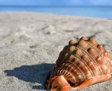 Conchiglia sulla spiaggia (&copy;pixabay.com)