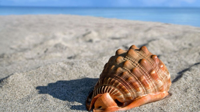 Conchiglia sulla spiaggia (&copy;pixabay.com)