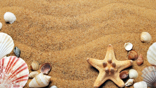 spiaggia piena di conchiglie &copy; Pixabay.