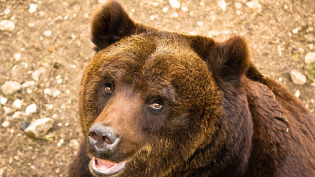 Ursus arctos marsicanus - Wikipedia &copy; Creative Commons