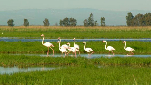 Oasi Lago Salso - Manfredonia &copy; Creative Commons