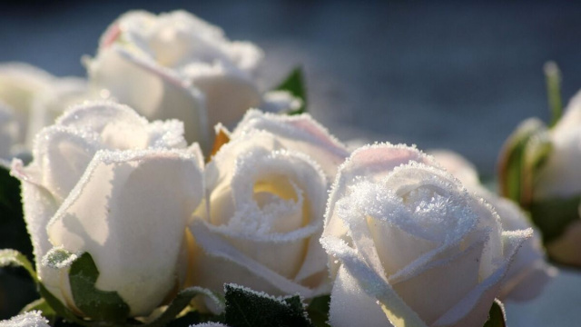 Dei tulipani bianchi (&copy;pixabay.com)