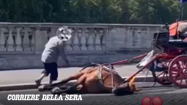 Il cavallo di una botticella cade stremato a ponte Cavour, le ... &copy; Creative Commons