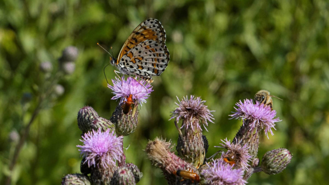 Mutti e WWF Italia annunciano la nascita della Oasi Affiliata di ... &copy; Creative Commons