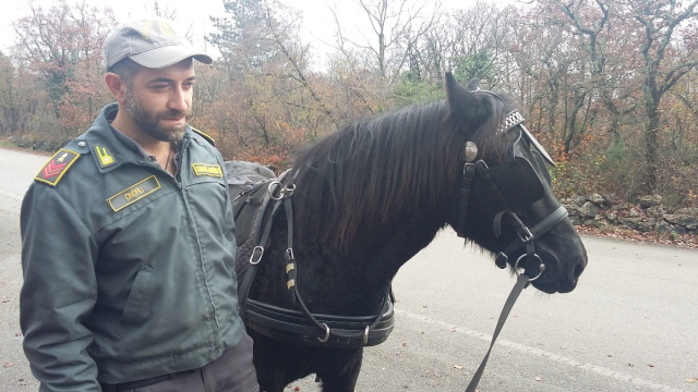 Sgonico, due finanzieri calmano un cavallo imbizzarrito - TRIESTE.news &copy; Creative Commons