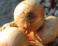 La festa della Cipolla di Vatolla nel Cilento celebra l'eccellenza locale