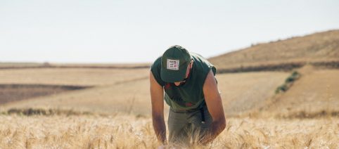 Agricoltura sarda in crisi: 'Il settore a rischio collasso' per spopolamento e grano