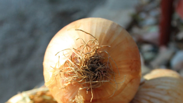 Cipolla di Vatolla: il tesoro del Cilento &ndash; PostcardFrom &copy; Creative Commons