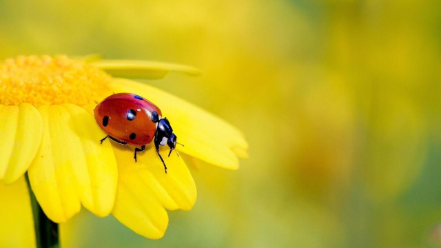 Coccinella poggiata su un girasole (&copy;pixabay.com)