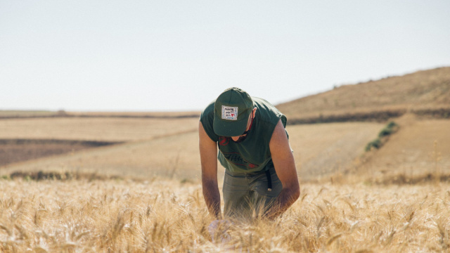 Sardo Sole: quando il grano nasce e cresce in Sardegna, la ... &copy; Creative Commons