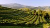 Valpolicella 2025: imbottigliato a -3%, ma il 53% dei vigneti è green