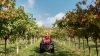 Valpolicella, produzione in calo del 3%: soffrono Amarone e Ripasso