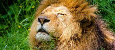 L'oroscopo del weekend 11 e 12 luglio con le pagelle: voto 9 al Leone