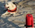 Cani bagnino, gli eroi a quattro zampe che salvano vite in mare