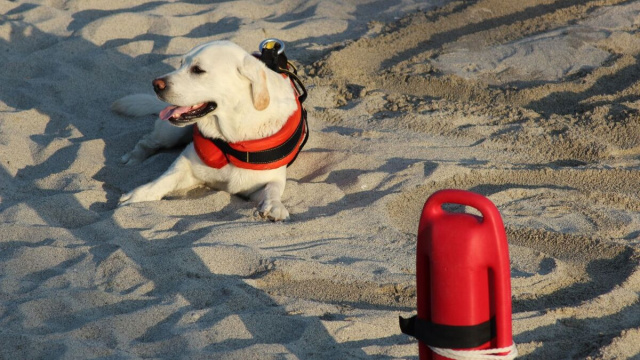 I cani bagnino sono veri soccorritori a quattro zampe, addestrati per intervenire in acqua insieme al proprio conduttore.