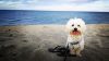 Vacanze con il cane, il vademecum per partire senza rischi