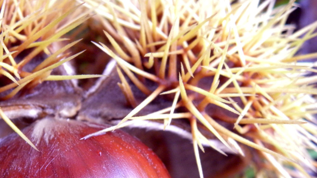Castagna, eccellenza toscana: protocollo Regione-Anci per ... &copy; Creative Commons