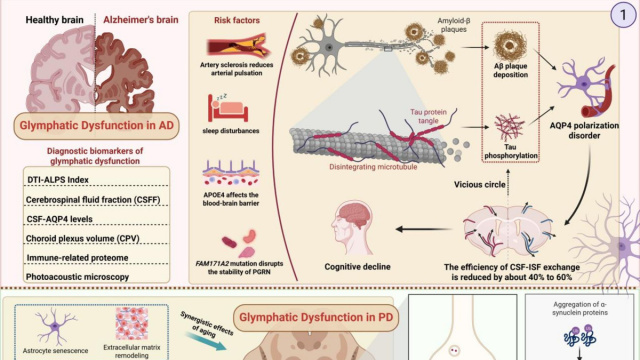 The glymphatic system in neurodegenerative diseases and brain ... &copy; Creative Commons
