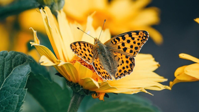 Farfalla su fiore &copy; Immagine di Pixabay