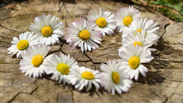Margherite disposte a forma di cuore (&copy;pixabay.com)