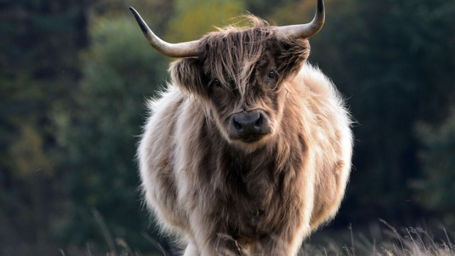 Oroscopo segno del Toro &copy; Pixabay
