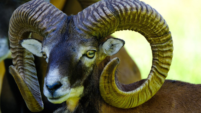 Oroscopo segno dell'Ariete &copy; Pixabay