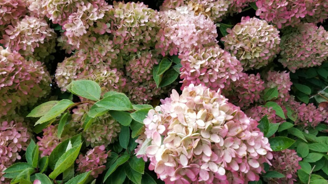 Fiori bianchi e rosa &copy; Immagine di Pixabay