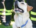 Treviso: chemioterapia con il cane accanto grazie a Joy e Barbara