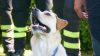 Treviso: chemioterapia con il cane accanto grazie a Joy e Barbara