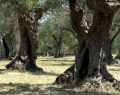 Tocco da Casauria celebra i sapori d'Abruzzo con l'olio Toccolana
